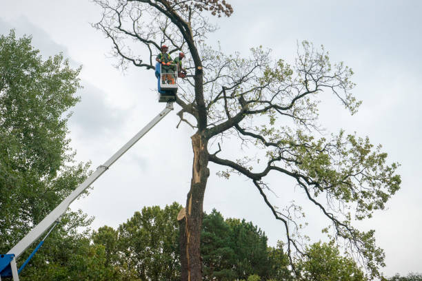 How Our Tree Care Process Works  in  Blakely, GA